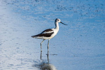 American Avocet (Recurvirostra americana) on Great Salt Lake, Utah, USA