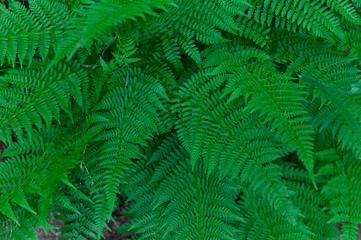 green fern leaves