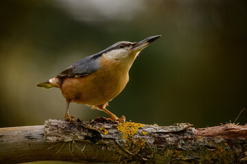 Nuthatch closeup on a tree