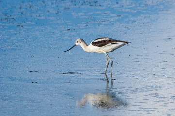 American Avocet (Recurvirostra americana) on Great Salt Lake, Utah, USA