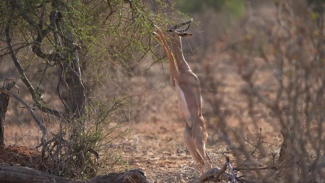 Gerenuk standing and feeding in savannah. Gerenuk - Litocranius walleri also giraffe gazelle, long-necked antelope in Africa, long slender neck and limbs, standing on hind legs during feeding leaves.