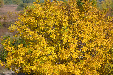 Autumnal golden english walnut leaves closeup view with selective focus on foreground