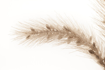 Obraz premium Fluffy branch with seeds dried fragile romantic flower light background macro