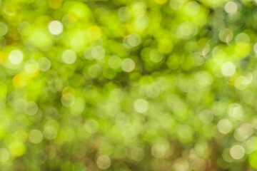 Obraz premium natural green bokeh background