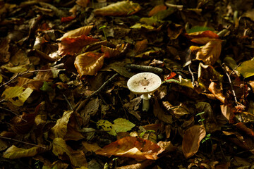 mushrooms in the wetlands of İğneada, Turkey