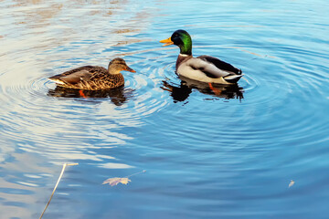 A pair of ducks are flying in the river