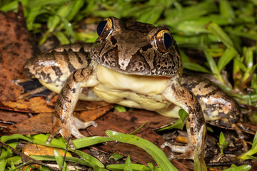 Australian Endangered Giant Barred Frog