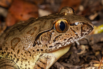 Australian Endangered Giant Barred Frog