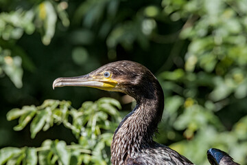 Great Cormorant (Phalacrocorax carbo) on pond