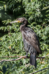 Great Cormorant (Phalacrocorax carbo) on pond