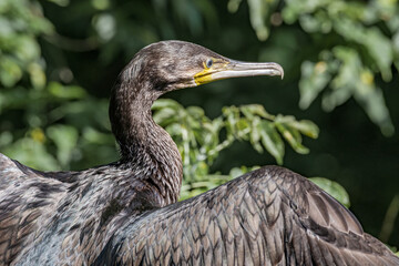 Great Cormorant (Phalacrocorax carbo) on pond