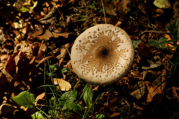 mushrooms in the wetlands of İğneada, Turkey