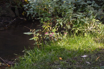 Herbst am Fluss Fulde in der Altstadt von Walsrode, Niedersachsen