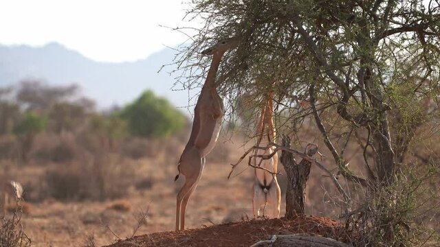Gerenuk standing and feeding in savannah. Gerenuk - Litocranius walleri also giraffe gazelle, long-necked antelope in Africa, long slender neck and limbs, standing on hind legs during feeding leaves.