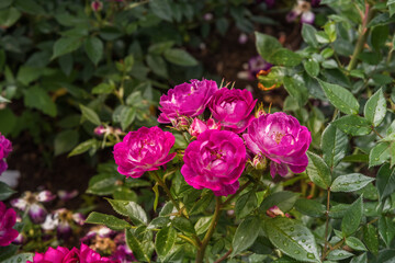 Rose Diamond Eyes. Diverse, extensive botanical garden