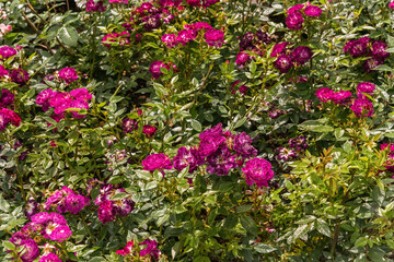 Obraz premium Rose Diamond Eyes. Diverse, extensive botanical garden. The beauty magic of the roses blossoms. Selected sorts of exquisite roses for parks, gardens, beds