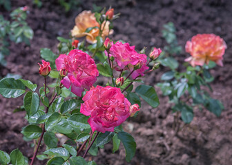 Rose Banbridge. Selected sorts of exquisite roses for parks, gardens, beds, borders, decoration