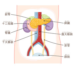 膵臓・十二指腸・腎臓・尿管・副腎・膀胱のイラスト（テキスト付き）