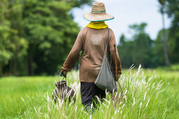 The woman Asian rice farmer working and walk at rice field in rainy season.Outdoor working Thai farmer.