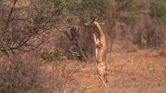 Gerenuk standing and feeding in savannah. Gerenuk - Litocranius walleri also giraffe gazelle, long-necked antelope in Africa, long slender neck and limbs, standing on hind legs during feeding leaves.
