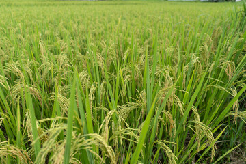 Green Terraced Rice Field. rice is growing in the field background