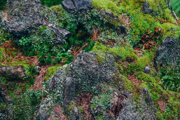 Close up rocks covered with moss, grass and dry pine needles. Forest nature details. Selective focus. 