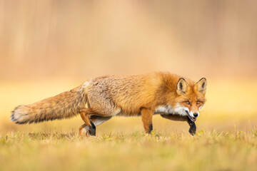 Mammals - European Red Fox (Vulpes vulpes)