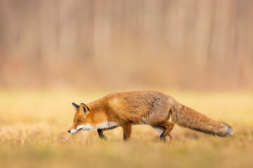 Mammals - European Red Fox (Vulpes vulpes)