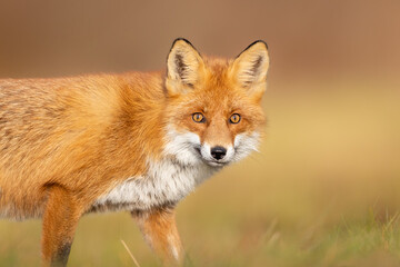 Mammals - European Red Fox (Vulpes vulpes)