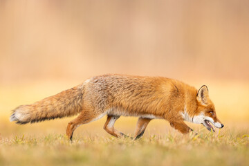 Mammals - European Red Fox (Vulpes vulpes)