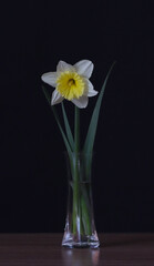 Flowers of yellow narcissus  in a vase.