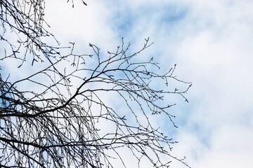 branches against blue sky