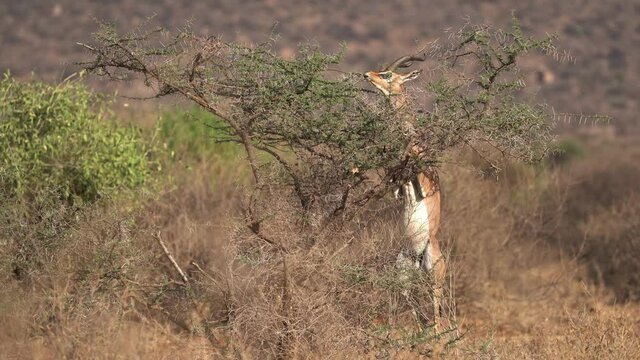 Gerenuk standing and feeding in savannah. Gerenuk - Litocranius walleri also giraffe gazelle, long-necked antelope in Africa, long slender neck and limbs, standing on hind legs during feeding leaves.