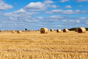 agricultural field with stacks of rye straw