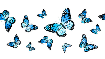 Color monarch butterfly , isolated on the white background