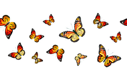 Color monarch butterfly , isolated on the white background