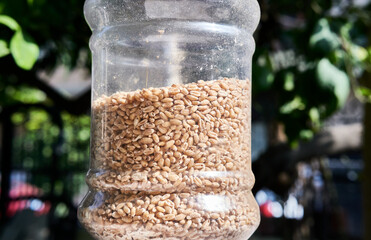 Jar of raw grain wheat on sunny day