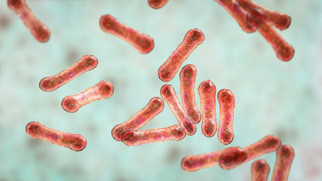 Corynebacterium bacteria, Gram-positive rod-shaped bacterium that causes diphtheria