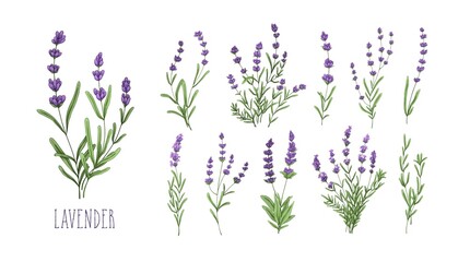 Lavender flowers set. Provence floral herbs with purple blooms. Botanical drawing of French field Lavandula. Blossomed lavander. Colored hand-drawn vector illustration isolated on white background - obrazy, fototapety, plakaty