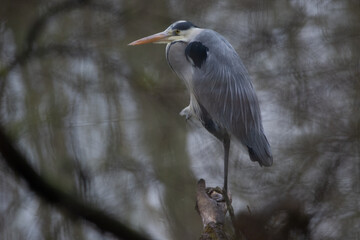 great blue heron ardea cinerea