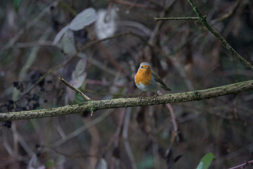 robin on branch