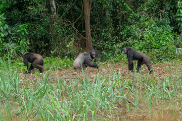 Des chimpanzés sur l'ile de Pongo au Cameroun