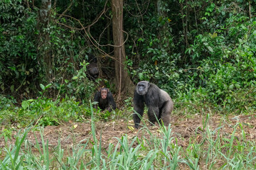 Des chimpanzés sur l'ile de Pongo au Cameroun