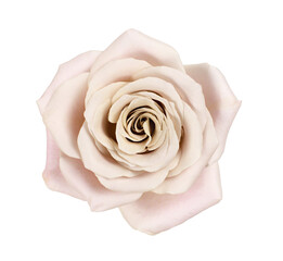 Pink and beige rose flower isolated on white
