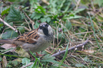 sparrow on the grass