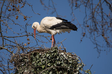 Stork in the stork's nest