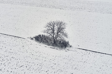 Aerial view of lonely tree in field covered with snow in cold winter morning, drone pov