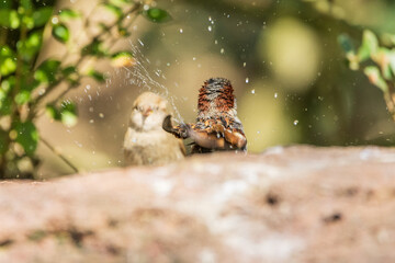 2 birds take a bird bath and have fun