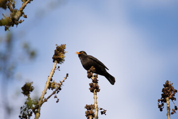 A blackbird sits on a branch and sings