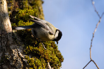 A great tit on a tree